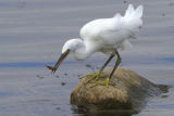 Little Egret 